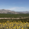IMG 4485